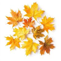 Autumn leaves in vibrant hues photo