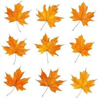 Autumn Maple Leaves photo