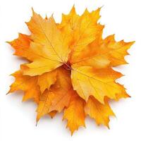 Autumnal maple leaves clustered together photo