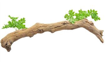 Driftwood branch with new growth photo