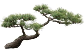 Detailed bonsai pine tree photo