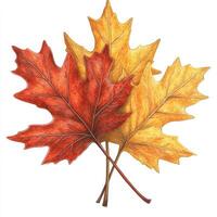 Autumnal Maple Leaves photo