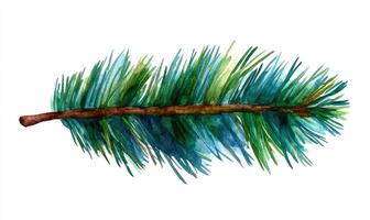 Watercolor pine branch photo