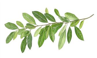 Lush green branch with leaves photo