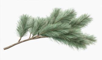 Pine branch with soft, light green needles photo