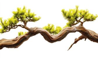 Intricate bonsai branch with vibrant green needles photo