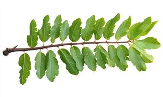 Branch with vibrant green leaves photo