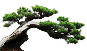 Mature bonsai pine tree, sculpted branches photo