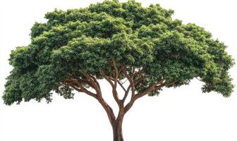 Lush green tree against white background photo