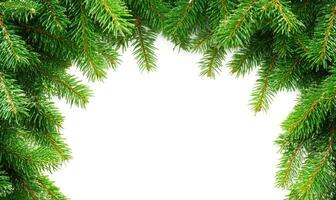 Christmas fir tree branches frame photo