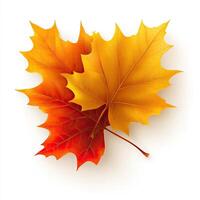 Autumn leaves, vibrant colors photo