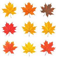 Colorful autumn leaves in circles photo
