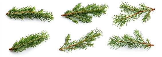 Fresh Evergreen Branches photo