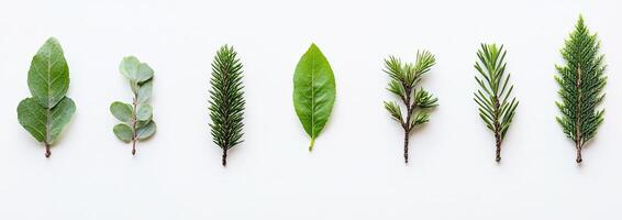 Diverse Green Foliage Display photo