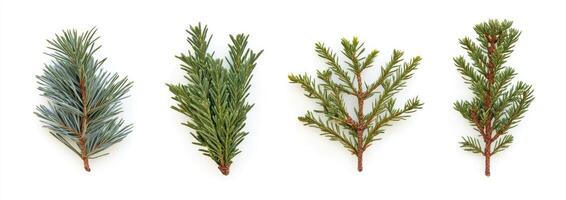 Assorted Evergreen Branches photo