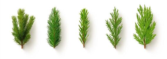 Christmas Tree Branches photo