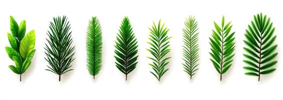 Assorted Green Leaf Branches photo
