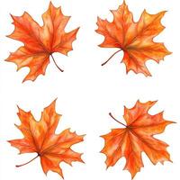 Four vibrant autumn maple leaves photo