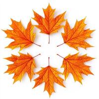 Autumn leaves in a circular pattern photo