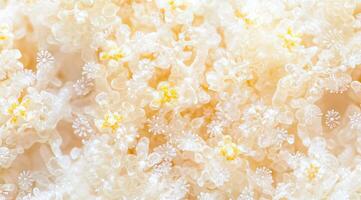 Close-up view of coral polyps photo