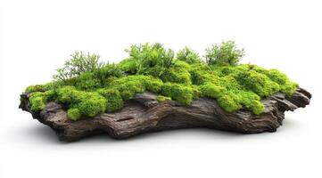 Moss-covered driftwood planter photo