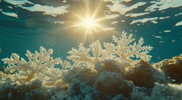Underwater coral reef scene. Sunlight shines through the water, illuminating vibrant white coral formations photo
