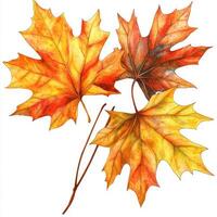 Vibrant autumn maple leaves photo