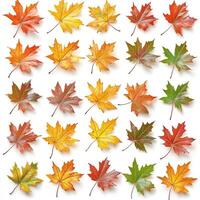 Autumn leaves collection of autumn leaves isolated on white background photo