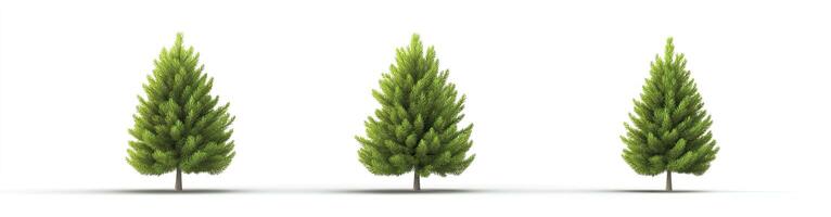 Three Coniferous Trees Against White Background photo