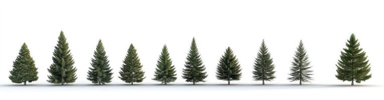 Various Stages of Evergreen Growth photo