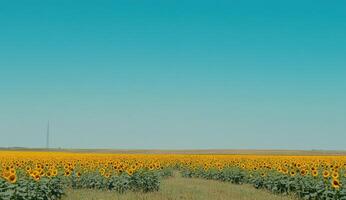 Vast sunflower field under a vibrant blue sky photo