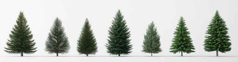 Variety of Coniferous Trees photo