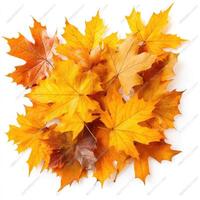 Autumn leaves in a pile photo