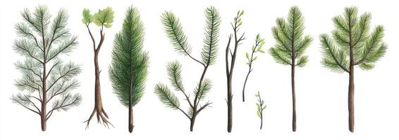 Diverse Coniferous Trees photo