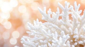 Delicate white coral, soft focus photo