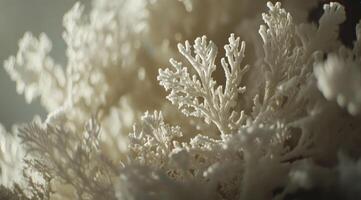 Close-up of intricate, delicate, white, branching structures photo