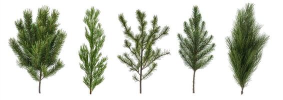 Four Pine Branches photo