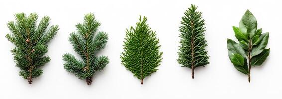 Variety of Evergreen Branches photo