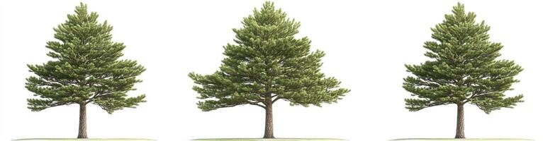 Three Pine Trees in Stages of Growth photo