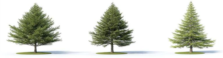 Three Conifer Trees in Different Sizes photo