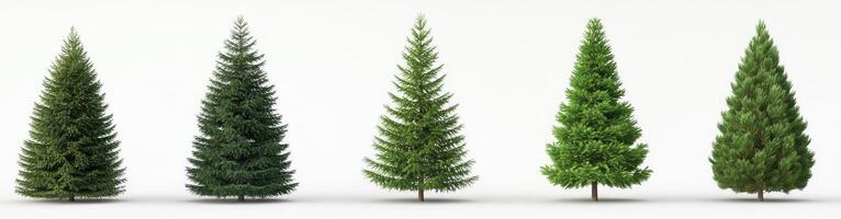 Four Conifer Trees in Varying Sizes photo