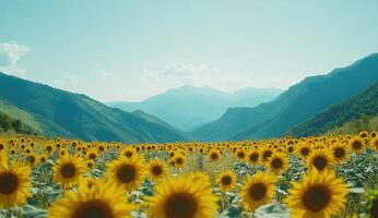 Sunflowers bloom in a valley photo