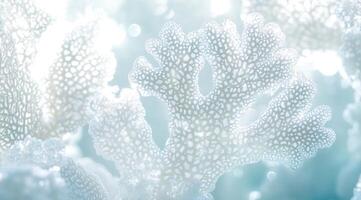 Delicate, translucent coral-like structures, illuminated by soft light photo