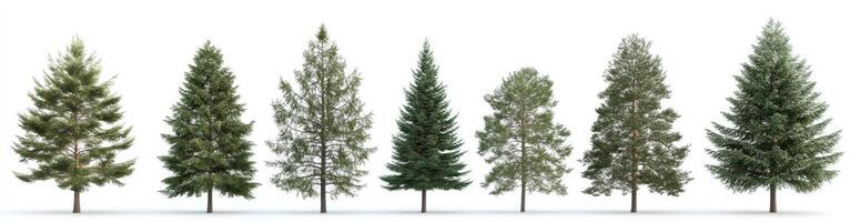 Coniferous Trees in Various Stages of Growth photo
