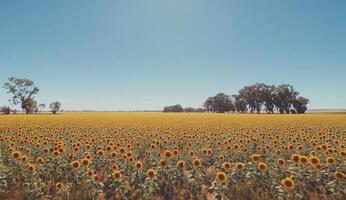 Sunflowers field under a vast blue sky photo