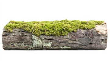 A log with moss on it sitting on a white background photo