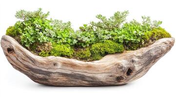Driftwood planter with moss and small plants photo