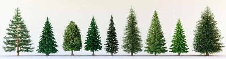 Various Conifer Trees photo