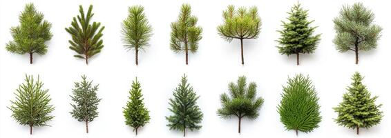 Variety of Conifer Trees photo