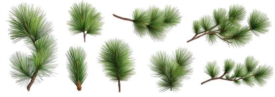 A set of pine branches on a white background photo